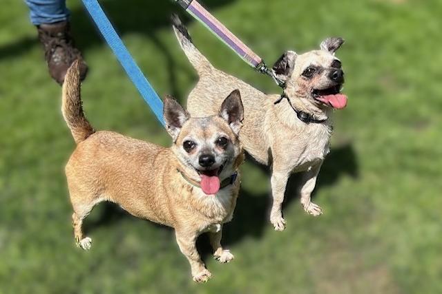 Molly and Rex are nine-year-old Chihuahuas who came to the centre after their devoted owner sadly passed away. They are very much bonded with each other, so the centre would love to try and find them a home together. Molly and Rex are super little dogs who walk very well on the lead, love being out and about having gentle strolls, and love a fuss and a cuddle. They will make the most smashing additions to the family and will bring their adopters so much happiness and joy.