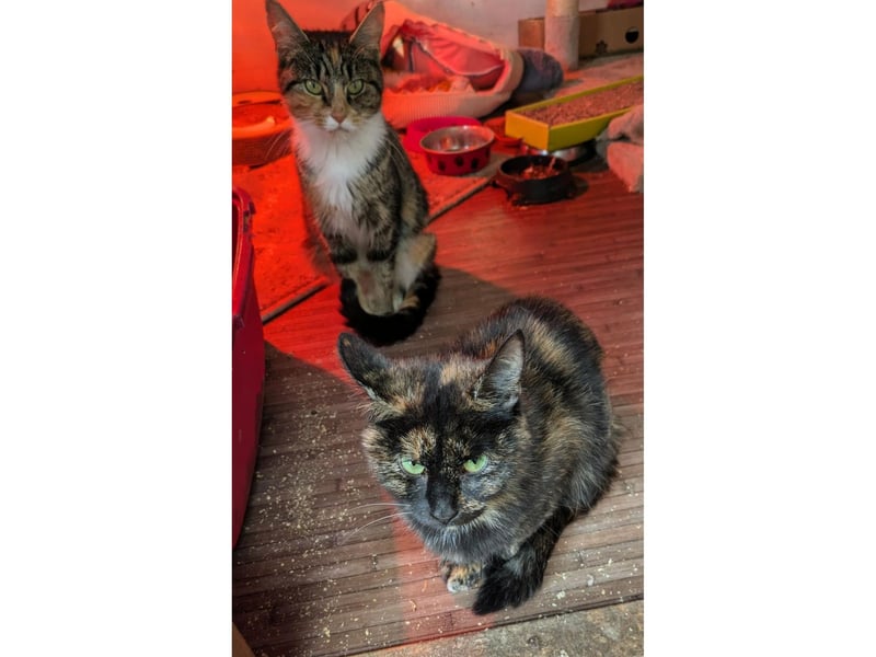 Two loving mums to be re-homed together. They have had such a really hard time recently trying to look after their tiny kittens when they have not been well themselves. Ladies you are incredible.