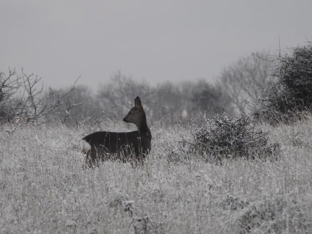 Patricia Jackson captured this deer near Filey before this moprning's sunrise.