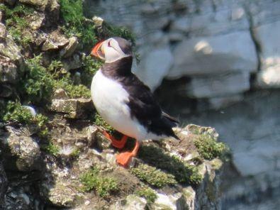 This cute little puffing was captured in the summer sun.