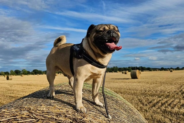 This little pug is looking very proud of themselves while on top of a hay bale!