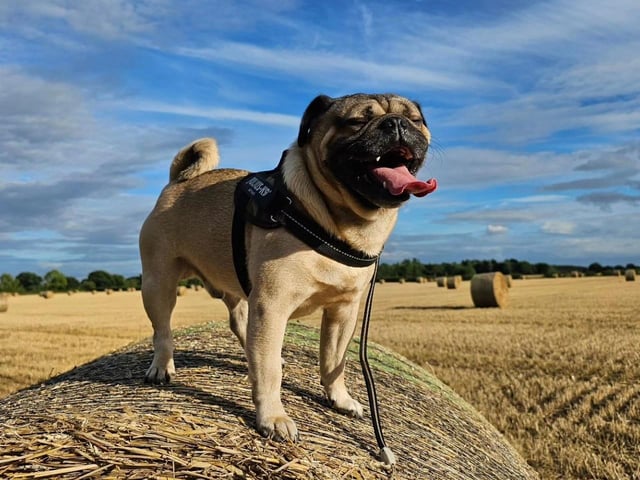 This little pug is looking very proud of themselves while on top of a hay bale!