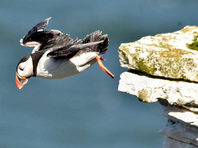 This fantastic shot of a puffin at Bempton Cliffs was taken by Heather Palmer.
