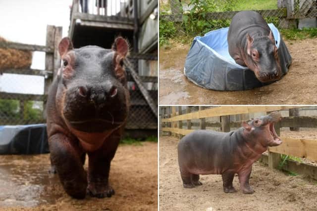 Aurora the baby Hippopotamus pictured at six weeks old. Photos courtesy of Simon Hulme.