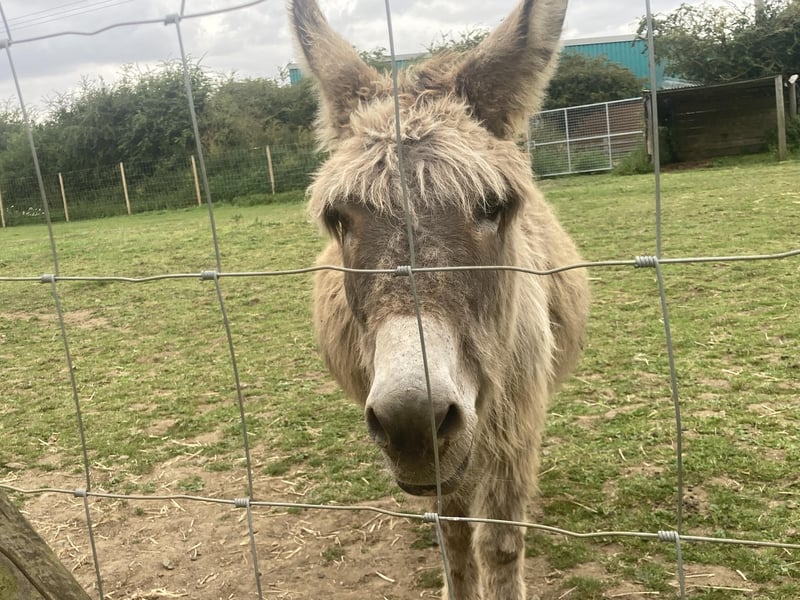 Donkeys were supposedly domesticated around 5000 years ago in the northeast of Africa. All donkeys are descended from the African Wild Ass, which is now critically endangered.