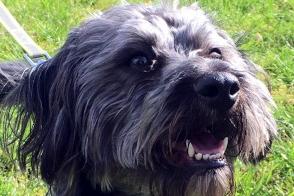 This little dog is looking for a new home following the sudden, unexpected death of his owner. Pippin is a two year old cross breed - possibly Bichon Frise cross Yorkshire Terrier - and he is a lively little bundle of fun. YCDR are looking for an active home with a family who are prepared to put time into his lead training and recall, and with someone who is home most of the day as he has not been left. He would also love a garden to run and play in. For more information, call 075932 69614 or email ycdogrescue@btinternet.com