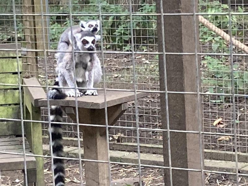 A baby lemur clings to its mum as she explores.