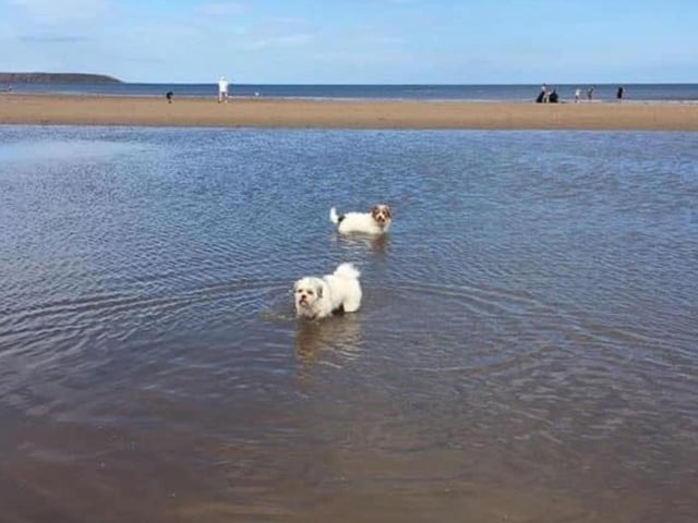 Rupert and Alfie at Hunmanby Gap, submitted by Jill Bradshaw.