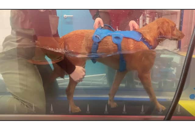 Polly is strengthening her arthritic joints by walking on the treadmill submerged in water, so it is gentler on her joints.
