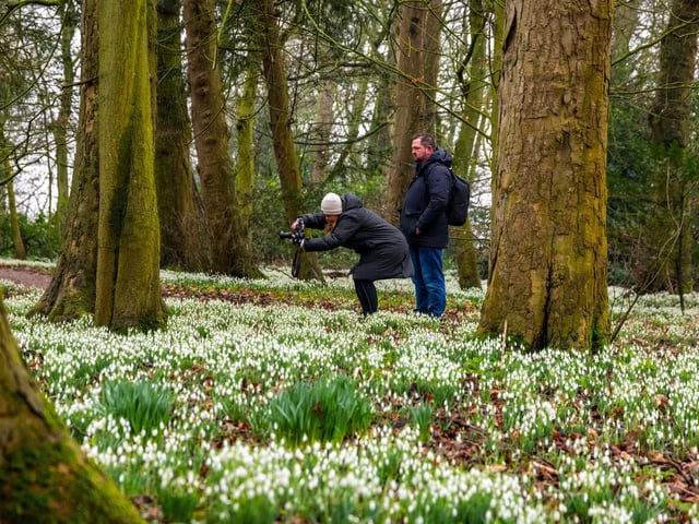 A couple of visitors stop to admire this carpet of white within the woodland.