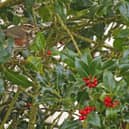 Redwings are seen at this time of year, ahead of winter. Photo courtesy of Richard Baines.