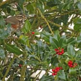 Redwings are seen at this time of year, ahead of winter. Photo courtesy of Richard Baines.