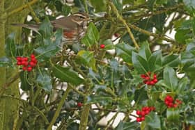 Redwings are seen at this time of year, ahead of winter. Photo courtesy of Richard Baines.