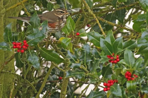 Redwings are seen at this time of year, ahead of winter. Photo courtesy of Richard Baines.