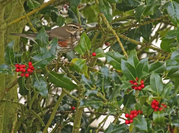 Redwings are seen at this time of year, ahead of winter. Photo courtesy of Richard Baines.