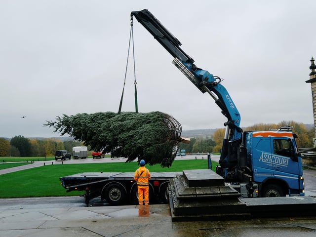 The Christmas tree is lifted off the lorry. photo: Tom Arber