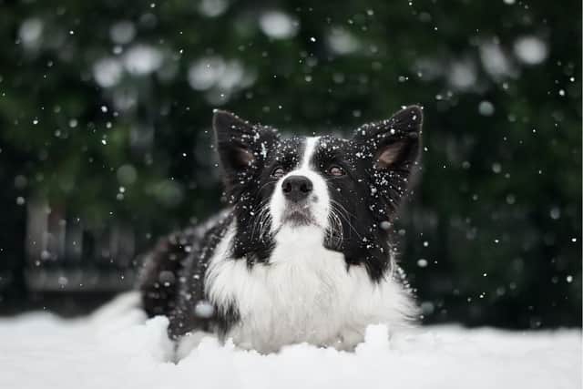Aldgate Vets are the only remaining independent, non-corporate practice in Driffield and Bridlington.