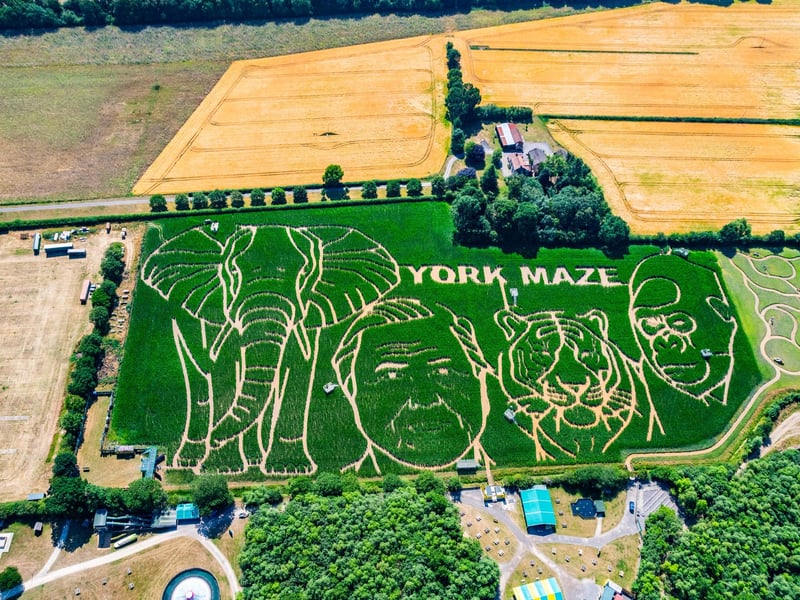 York Maze covers an area equal to eight Wembley football pitches, making it one of the biggest mazes in the world. Picture: James Hardisty.