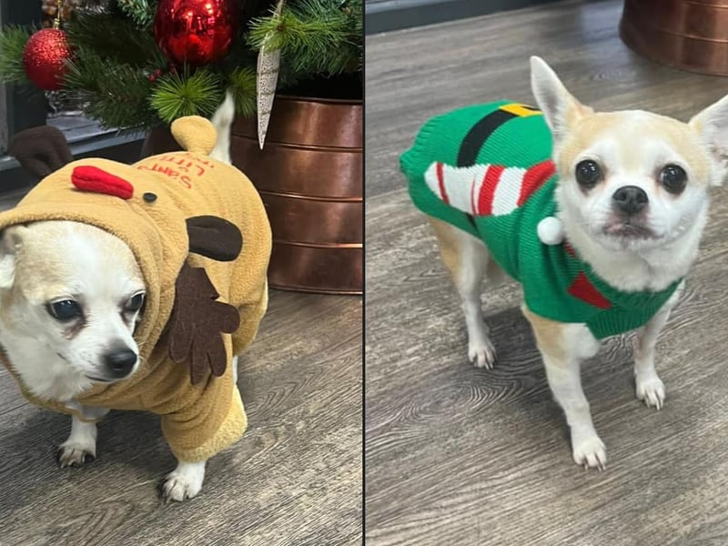 Here is Ralph (left) and Roxy (right) in some fantastic Christmas costumes, sent in by a Whitby reader.