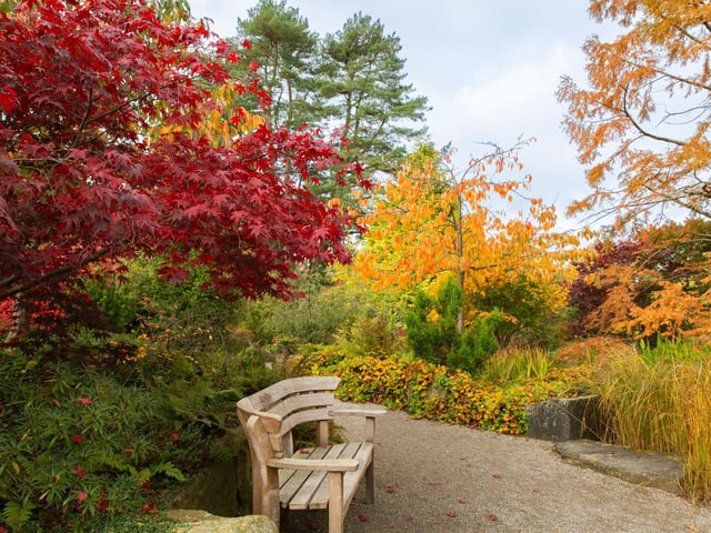 A bench in the Sandstone Rock Garden with Acer palmatum 'Osakazuki' showing autumn colour