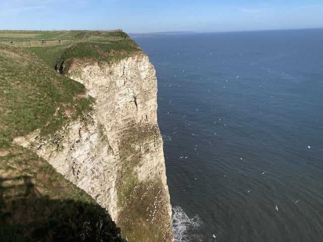 Some of the birds that arrive in spring are: gannets, puffins, guillemots, razorbills, fulmars, kittiwakes, herring gulls and shags.