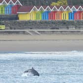 Dolphin in front of Scarborough beach huts - Image credit: Stuart Baines