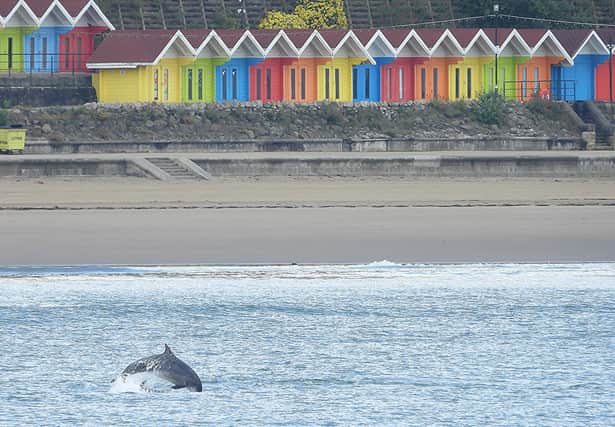 Dolphin in front of Scarborough beach huts - Image credit: Stuart Baines