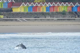 Dolphin in front of Scarborough beach huts - Image credit: Stuart Baines