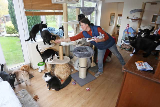 Tina Lewis and some of the cats she looks after at Filey Cat Rescue in North Yorkshire.Image: Lee McLean/SWNS