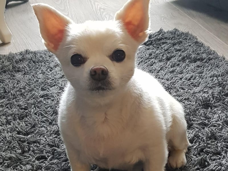 Alison Graham sent us this photo of Giz.