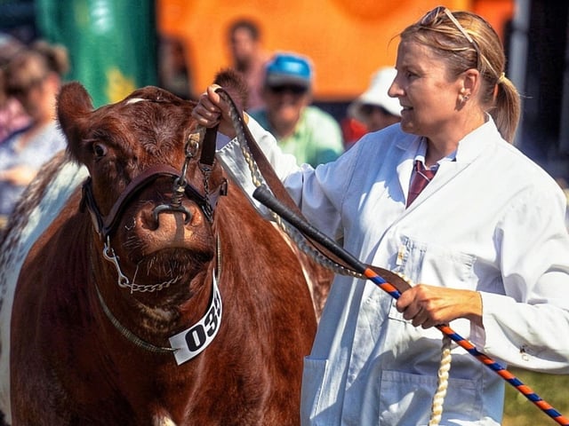 An impressive bovine on show.