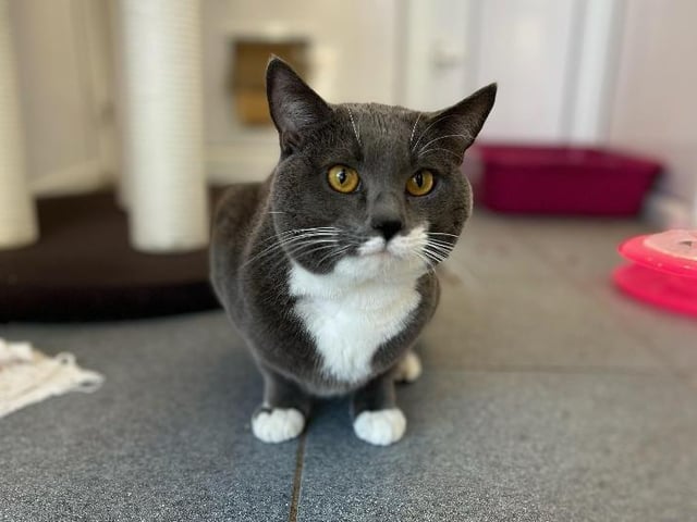 Tiger is a two-year-old Domestic Shorthair crossbreed, currently residing at the RSPCA in Bridlington. Tiger has had a rough start in life, having come from a life living in a enclosed area, being fed and mistreat which had lead him to think humans are nasty. he will suit a home with lots of outdoor space to explore, once he's settled, and he may even be able to live with a calm, friendly dog and possibly another friendly cat. He currently shows interest of play with cats through the pen window. He will need an adult only household, possibly calm older secondary school aged children. If you are interested, call 07712 459857.