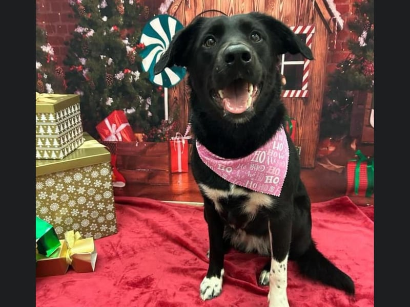This is 10 month old Pepper who is looking festive after visiting Jess at Shampooch Dog Grooming Salon in Scarborough.