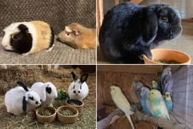 HEre are the 39 small animals and birds looking for their forever home.