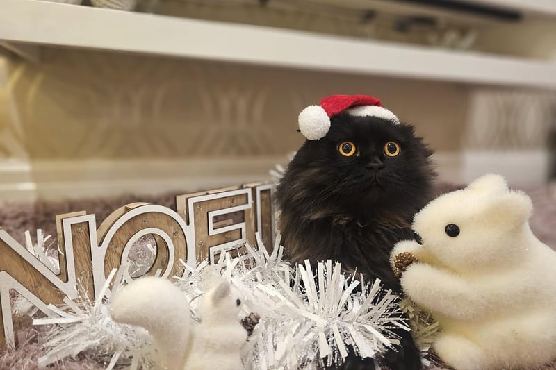 This rather startled cat in a santa hat was sent in by a Scarborough reader.