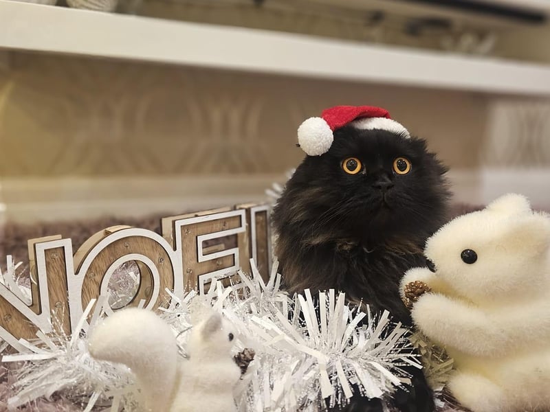 This rather startled cat in a santa hat was sent in by a Scarborough reader.