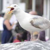 Seagull menace on the seafront.
Picture Richard Ponter