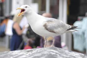 Seagull menace on the seafront.
Picture Richard Ponter