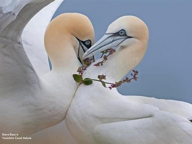 A Wildlife Photography  Experience is set to take place at Bridlington's Sewerby Hall and Gardens on June 7. Award-winning photographer Steve Race will be leading the day, which will include an exclusive viewing of the Wildlife of the Year Exhibition and a trip to the RSPB Bempton Reserve to take photos with Mr Race.