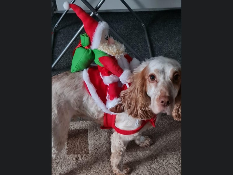 This is Delilah, a dog from Bridlington, who does not look very impressed with her Christmas costume.
