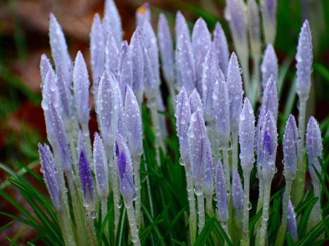 A crop of crocuses, by Barbara Bateman.