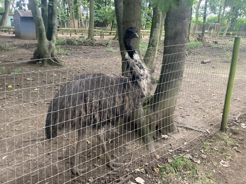 Emus are a type of flightless bird that can run up to 50 km/h.
