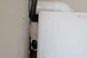 Black and white cat Izzy was stuck behind a boiler. Photo: RSPCA