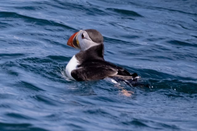 Puffins are incredible swimmers, and are far more agile in the water than up in the air.
