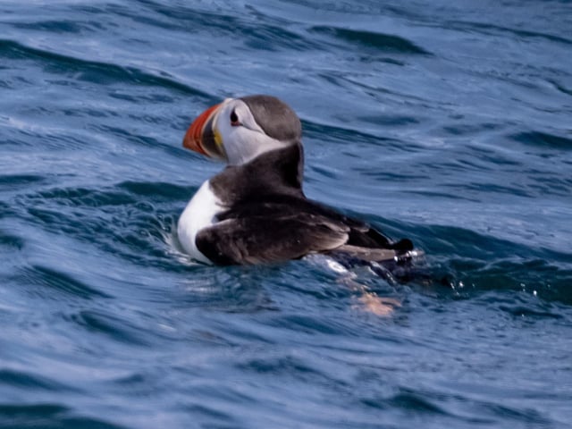 Puffins are incredible swimmers, and are far more agile in the water than up in the air.