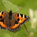 A small tortoiseshell, by Iain H Leach