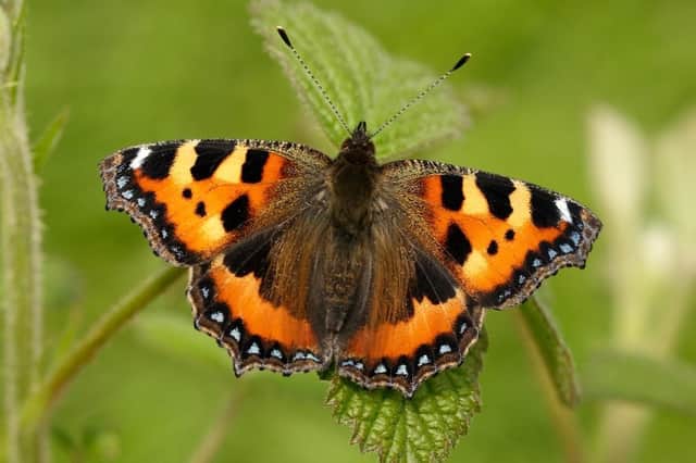 A small tortoiseshell, by Iain H Leach