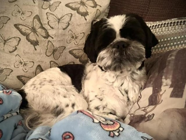 Benny, sent in by Rebecca Gibson.