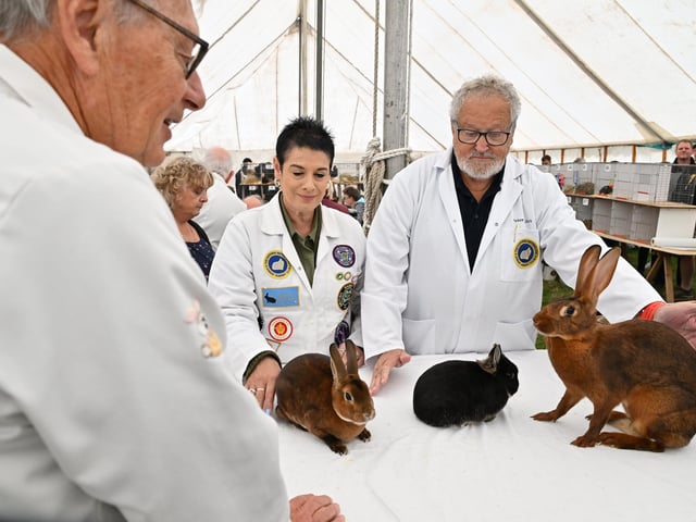 Judging Rabbits and a Hare.