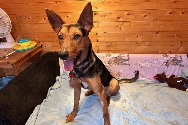 Reefa is a 18-month-old Medium/Large Crossbreed who is a really sweet boy that came to the centre via the local dog warden. Reefa is a very active and intelligent dog who just loves to be with his people, so he will need an equally active home with adopters who will take him on lots of exciting walks. He is keen to learn and loves nothing more than bonding with his family over a new trick.